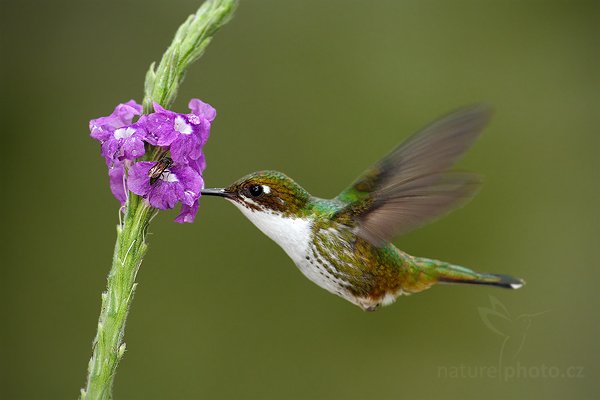 Kolibřík andský (Amazilia franciae), Kolibřík andský (Amazilia franciae) Andean Emerald, Mindo, Autor: Ondřej Prosický | NaturePhoto.cz, Model: Canon EOS 7D, Objektiv: Canon EF 500mm f/4 L IS USM, Ohnisková vzdálenost (EQ35mm): 800 mm, stativ Gitzo, Clona: 5.6, Doba expozice: 1/250 s, ISO: 640, Kompenzace expozice: -1/3, Blesk: Ano, Vytvořeno: 5. prosince 2009 14:23:07, Cordillera Occidental (Ekvádor) 