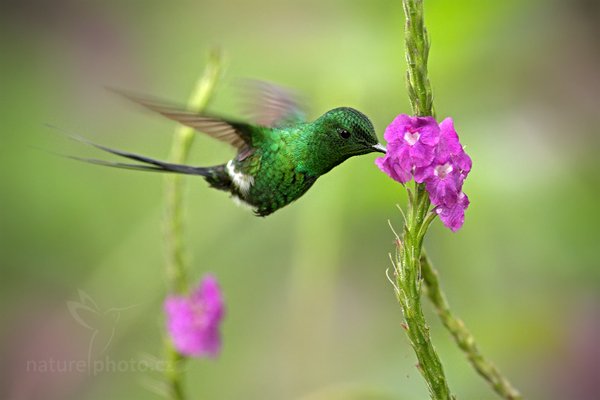 Kolibřík ploskoocasý (Discosura conversii), Kolibřík ploskoocasý Discosura longicauda (Discosura conversii), Green Thorntail, Autor: Ondřej Prosický | NaturePhoto.cz, Model: Canon EOS 7D, Objektiv: Canon EF 500mm f/4 L IS USM, Ohnisková vzdálenost (EQ35mm): 800 mm, stativ Gitzo, Clona: 5.0, Doba expozice: 1/640 s, ISO: 640, Kompenzace expozice: 0, Blesk: Ano, Vytvořeno: 10. prosince 2010 10:10:58, Turrialba (Kostarika)