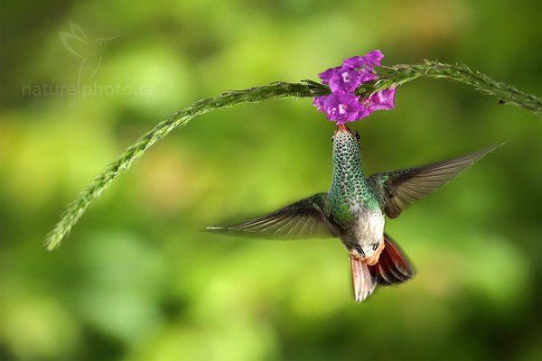 Kolibřík rezavoocasý (Amazilia tzacatl), Kolibřík rezavoocasý (Amazilia tzacatl), Rufous-tailed Hummingbird, Autor: Ondřej Prosický | NaturePhoto.cz, Model: Canon EOS 7D, Objektiv: Canon EF 500mm f/4 L IS USM, Ohnisková vzdálenost (EQ35mm): 800 mm, stativ Gitzo, Clona: 5.6, Doba expozice: 1/200 s, ISO: 1250, Kompenzace expozice: 0, Blesk: Ano, Vytvořeno: 10. prosince 2010 15:56:01, Turrialba (Kostarika) 