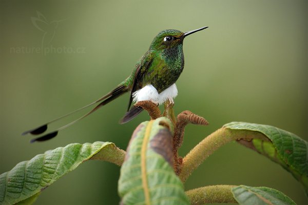 Sylfa vlajková (Ocreatus underwoodii), Sylfa vlajková (Ocreatus underwoodii) Booted Racket-tail, Autor: Ondřej Prosický | NaturePhoto.cz, Model: Canon EOS 7D, Objektiv: Canon EF 500mm f/4 L IS USM, Ohnisková vzdálenost (EQ35mm): 800 mm, stativ Gitzo, Clona: 5.0, Doba expozice: 1/320 s, ISO: 640, Kompenzace expozice: -2/3, Blesk: Ano, Vytvořeno: 5. prosince 2009 10:55:23,  Mindo, Cordillera Occidental (Ekvádor)