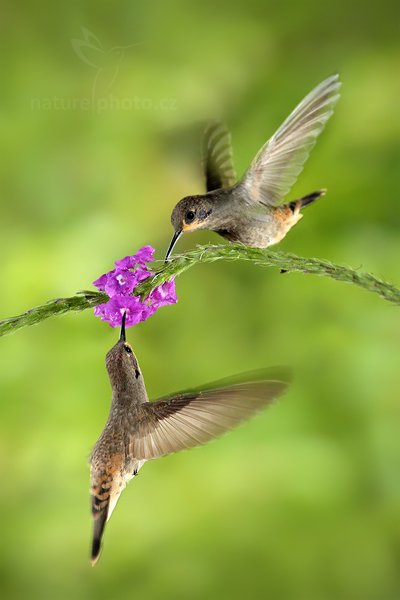 Kolibřík telesillský (Colibri delphinae), Kolibřík telesillský (Colibri delphinae), Brown Violet-ear, Autor: Ondřej Prosický | NaturePhoto.cz, Model: Canon EOS 7D, Objektiv: Canon EF 500mm f/4 L IS USM, Ohnisková vzdálenost (EQ35mm): 800 mm, stativ Gitzo, Clona: 5.6, Doba expozice: 1/200 s, ISO: 1250, Kompenzace expozice: 0, Blesk: Ano, Vytvořeno: 10. prosince 2010 15:55:24, Turrialba (Kostarika) 