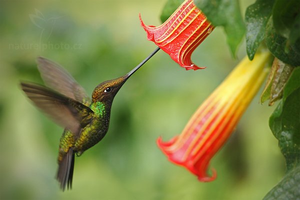 Kolibřík mečozobec (Ensifera ensifera), Kolibřík mečozobec (Ensifera ensifera) Sword-billed Hummingbird, Autor: Ondřej Prosický | NaturePhoto.cz, Model: Canon EOS 7D, Objektiv: Canon EF 500mm f/4 L IS USM, Ohnisková vzdálenost (EQ35mm): 800 mm, stativ Gitzo, Clona: 5.0, Doba expozice: 1/320 s, ISO: 800, Kompenzace expozice: 0, Blesk: Ano, Vytvořeno: 22. listopadu 2009 12:25:06, Papallacta, Cordillera Oriental (Ekvádor) 