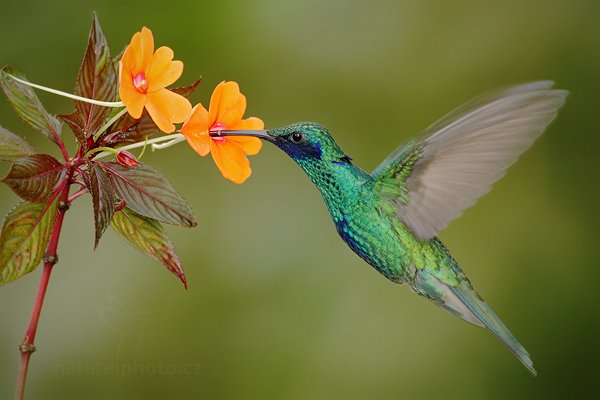 Kolibřík modrolící (Colibri coruscans), Kolibřík modrolící (Colibri coruscans) Sparkling Violetear, Autor: Ondřej Prosický | NaturePhoto.cz, Model: Canon EOS 7D, Objektiv: Canon EF 500mm f/4 L USM, Ohnisková vzdálenost (EQ35mm): 800 mm, stativ Gitzo, Clona: 5.6, Doba expozice: 1/200 s, ISO: 640, Kompenzace expozice: -2/3, Blesk: Ano, Vytvořeno: 5. prosince 2009 10:40:57, Mindo, Cordillera Oriental (Ekvádor)