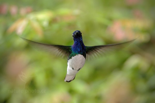 Kolibřík bělokrký (Florisuga mellivora), Autor: Ondřej Prosický | NaturePhoto.cz, Model: Canon EOS 7D, Objektiv: Canon EF 500mm f/4 L IS USM, Ohnisková vzdálenost (EQ35mm): 320 mm, stativ Gitzo, Clona: 4.5, Doba expozice: 1/250 s, ISO: 1600, Kompenzace expozice: +1/3, Blesk: Ano, Vytvořeno: 9. prosince 2010 15:44:01, Turrialba (Kostarika) 