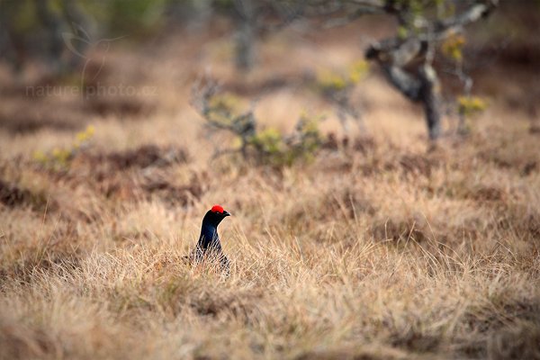 Tetřívek obecný (Tetrao tetrix), Tetřívek obecný (Tetrao tetrix) Black Grouse, Autor: Ondřej Prosický | NaturePhoto.cz, Model: Canon EOS 5D Mark II, Objektiv: Canon EF 500mm f/4 L IS USM + TC Canon 1.4x, Ohnisková vzdálenost (EQ35mm): 700 mm, stativ Gitzo, Clona: 6.3, Doba expozice: 1/800 s, ISO: 800, Kompenzace expozice: +1/3, Blesk: Ne, Vytvořeno: 22. dubna 2011 8:10:29, Bergslagen (Švédsko) 