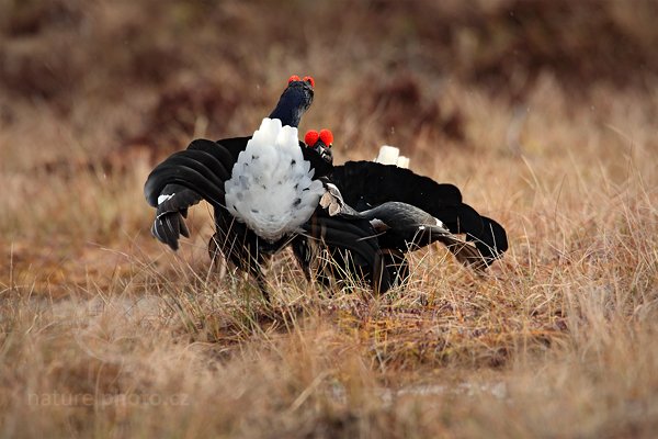 Tetřívek obecný (Tetrao tetrix), Tetřívek obecný (Tetrao tetrix) Black Grouse, Autor: Ondřej Prosický | NaturePhoto.cz, Model: Canon EOS 5D Mark II, Objektiv: Canon EF 500mm f/4 L IS USM + TC Canon 1.4x, Ohnisková vzdálenost (EQ35mm): 700 mm, stativ Gitzo, Clona: 6.3, Doba expozice: 1/640 s, ISO: 640, Kompenzace expozice: 0, Blesk: Ne, Vytvořeno: 22. dubna 2011 7:53:00, Bergslagen (Švédsko) 