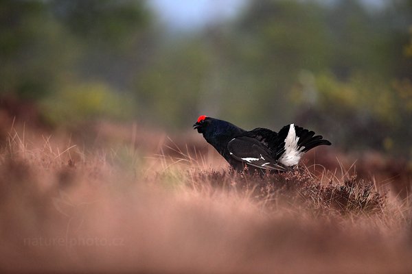 Tetřívek obecný (Tetrao tetrix), Tetřívek obecný (Tetrao tetrix) Black Grouse, Autor: Ondřej Prosický | NaturePhoto.cz, Model: Canon EOS 5D Mark II, Objektiv: Canon EF 500mm f/4 L IS USM + TC Canon 1.4x, Ohnisková vzdálenost (EQ35mm): 500 mm, stativ Gitzo, Clona: 4.5, Doba expozice: 1/320 s, ISO: 2000, Kompenzace expozice: -2/3, Blesk: Ne, Vytvořeno: 22. dubna 2011 5:56:38, Bergslagen (Švédsko)