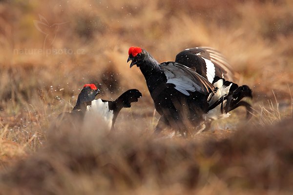 Tetřívek obecný (Tetrao tetrix), Tetřívek obecný (Tetrao tetrix) Black Grouse, Autor: Ondřej Prosický | NaturePhoto.cz, Model: Canon EOS 5D Mark II, Objektiv: Canon EF 500mm f/4 L IS USM + TC Canon 1.4x, Ohnisková vzdálenost (EQ35mm): 700 mm, stativ Gitzo, Clona: 6.3, Doba expozice: 1/500 s, ISO: 500, Kompenzace expozice: +1/3, Blesk: Ne, Vytvořeno: 22. dubna 2011 7:47:48, Bergslagen (Švédsko) 