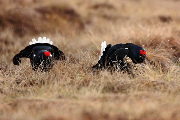 Tetřívek obecný (Tetrao tetrix), Tetřívek obecný (Tetrao tetrix) Black Grouse, Autor: Ondřej Prosický | NaturePhoto.cz, Model: Canon EOS 5D Mark II, Objektiv: Canon EF 500mm f/4 L IS USM + TC Canon 1.4x, Ohnisková vzdálenost (EQ35mm): 700 mm, stativ Gitzo, Clona: 6.3, Doba expozice: 1/640 s, ISO: 640, Kompenzace expozice: 0, Blesk: Ne, Vytvořeno: 22. dubna 2011 7:57:16, Bergslagen (Švédsko) 