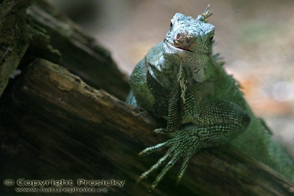 Leguán zelený (Iguana iguana), Autor: Ondřej Prosický, Model aparátu: Canon EOS 300D DIGITAL, Objektiv: Canon EF 100mm f/2.8 Macro USM, Ohnisková vzdálenost: 185.00 mm, Clona: 5.00, Doba expozice: 1/25 s, ISO: 400, Vyvážení expozice: -1.00, Blesk: Ne, Vytvořeno: 10. dubna 2004, ostrov Gudeloupe, Malé Antily 