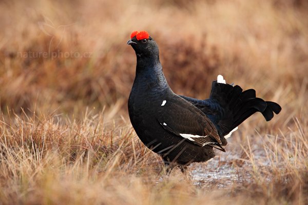 Tetřívek obecný (Tetrao tetrix), Tetřívek obecný (Tetrao tetrix) Black Grouse, Autor: Ondřej Prosický | NaturePhoto.cz, Model: Canon EOS 5D Mark II, Objektiv: Canon EF 500mm f/4 L IS USM + TC Canon 1.4x, Ohnisková vzdálenost (EQ35mm): 700 mm, stativ Gitzo, Clona: 5.6, Doba expozice: 1/200 s, ISO: 500, Kompenzace expozice: 0, Blesk: Ne, Vytvořeno: 22. dubna 2011 6:54:01, Bergslagen (Švédsko) 