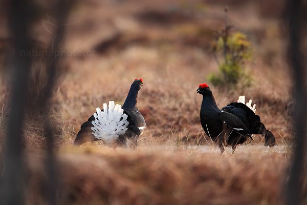 Tetřívek obecný (Tetrao tetrix), Tetřívek obecný (Tetrao tetrix) Black Grouse, Autor: Ondřej Prosický | NaturePhoto.cz, Model: Canon EOS 5D Mark II, Objektiv: Canon EF 500mm f/4 L IS USM + TC Canon 1.4x, Ohnisková vzdálenost (EQ35mm): 700 mm, stativ Gitzo, Clona: 5.6, Doba expozice: 1/400 s, ISO: 1000, Kompenzace expozice: 0, Blesk: Ne, Vytvořeno: 22. dubna 2011 6:21:02, Bergslagen (Švédsko)