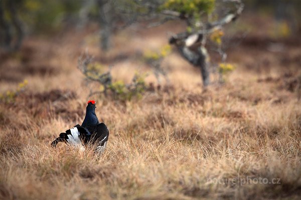 Tetřívek obecný (Tetrao tetrix), Tetřívek obecný (Tetrao tetrix) Black Grouse, Autor: Ondřej Prosický | NaturePhoto.cz, Model: Canon EOS 5D Mark II, Objektiv: Canon EF 500mm f/4 L IS USM + TC Canon 1.4x, Ohnisková vzdálenost (EQ35mm): 700 mm, stativ Gitzo, Clona: 6.3, Doba expozice: 1/640 s, ISO: 800, Kompenzace expozice: +1/3, Blesk: Ne, Vytvořeno: 22. dubna 2011 8:10:51, Bergslagen (Švédsko) 