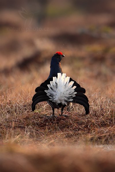 Tetřívek obecný (Tetrao tetrix), Tetřívek obecný (Tetrao tetrix) Black Grouse, Autor: Ondřej Prosický | NaturePhoto.cz, Model: Canon EOS 5D Mark II, Objektiv: Canon EF 500mm f/4 L IS USM + TC Canon 1.4x, Ohnisková vzdálenost (EQ35mm): 700 mm, stativ Gitzo, Clona: 5.6, Doba expozice: 1/400 s, ISO: 1000, Kompenzace expozice: 0, Blesk: Ne, Vytvořeno: 22. dubna 2011 6:22:46, Bergslagen (Švédsko) 