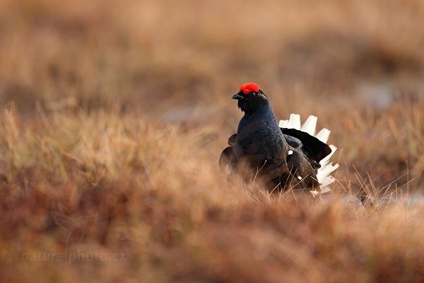 Tetřívek obecný (Tetrao tetrix), Tetřívek obecný (Tetrao tetrix) Black Grouse, Autor: Ondřej Prosický | NaturePhoto.cz, Model: Canon EOS 5D Mark II, Objektiv: Canon EF 500mm f/4 L IS USM + TC Canon 1.4x, Ohnisková vzdálenost (EQ35mm): 700 mm, stativ Gitzo, Clona: 5.6, Doba expozice: 1/320 s, ISO: 400, Kompenzace expozice: 0, Blesk: Ne, Vytvořeno: 22. dubna 2011 6:57:43, Bergslagen (Švédsko) 