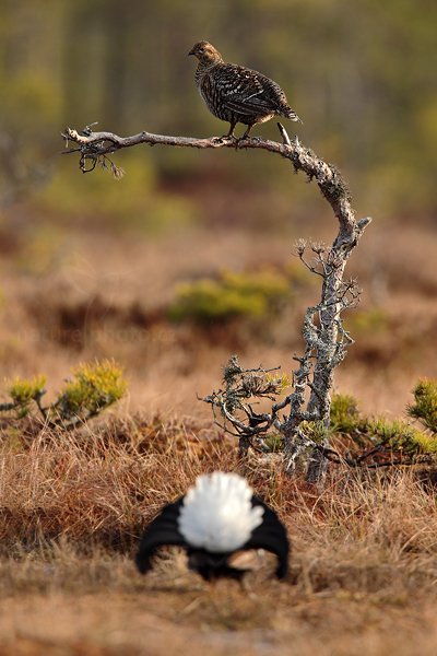 Tetřívek obecný (Tetrao tetrix), Tetřívek obecný (Tetrao tetrix) Black Grouse, Autor: Ondřej Prosický | NaturePhoto.cz, Model: Canon EOS 5D Mark II, Objektiv: Canon EF 500mm f/4 L IS USM + TC Canon 1.4x, Ohnisková vzdálenost (EQ35mm): 700 mm, stativ Gitzo, Clona: 6.3, Doba expozice: 1/500 s, ISO: 640, Kompenzace expozice: +1/3, Blesk: Ne, Vytvořeno: 22. dubna 2011 7:48:31, Bergslagen (Švédsko