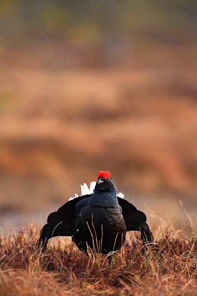 Tetřívek obecný (Tetrao tetrix), Tetřívek obecný (Tetrao tetrix) Black Grouse, Autor: Ondřej Prosický | NaturePhoto.cz, Model: Canon EOS 5D Mark II, Objektiv: Canon EF 500mm f/4 L IS USM + TC Canon 1.4x, Ohnisková vzdálenost (EQ35mm): 700 mm, stativ Gitzo, Clona: 5.6, Doba expozice: 1/320 s, ISO: 400, Kompenzace expozice: 0, Blesk: Ne, Vytvořeno: 22. dubna 2011 7:05:01, Bergslagen (Švédsko)