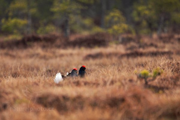 Tetřívek obecný (Tetrao tetrix), Tetřívek obecný (Tetrao tetrix) Black Grouse, Autor: Ondřej Prosický | NaturePhoto.cz, Model: Canon EOS 5D Mark II, Objektiv: Canon EF 500mm f/4 L IS USM + TC Canon 1.4x, Ohnisková vzdálenost (EQ35mm): 700 mm, stativ Gitzo, Clona: 5.6, Doba expozice: 1/500 s, ISO: 800, Kompenzace expozice: 0, Blesk: Ne, Vytvořeno: 22. dubna 2011 6:51:11, Bergslagen (Švédsko) 