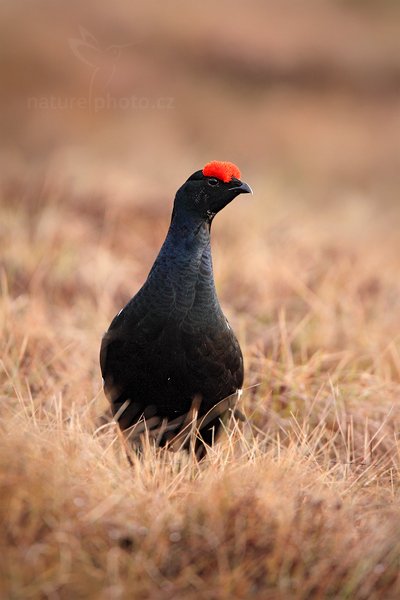 Tetřívek obecný (Tetrao tetrix), Tetřívek obecný (Tetrao tetrix) Black Grouse, Autor: Ondřej Prosický | NaturePhoto.cz, Model: Canon EOS 5D Mark II, Objektiv: Canon EF 500mm f/4 L IS USM + TC Canon 1.4x, Ohnisková vzdálenost (EQ35mm): 700 mm, stativ Gitzo, Clona: 5.6, Doba expozice: 1/500 s, ISO: 800, Kompenzace expozice: 0, Blesk: Ne, Vytvořeno: 22. dubna 2011 6:50:49, Bergslagen (Švédsko) 