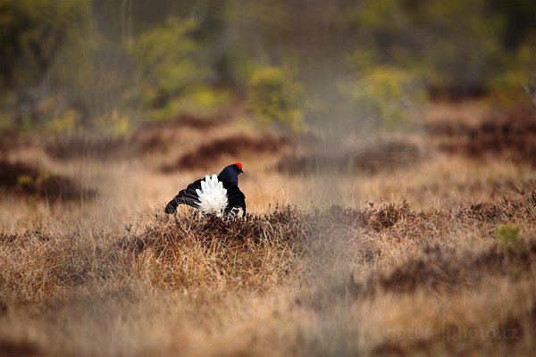 Tetřívek obecný (Tetrao tetrix), Tetřívek obecný (Tetrao tetrix) Black Grouse, Autor: Ondřej Prosický | NaturePhoto.cz, Model: Canon EOS 5D Mark II, Objektiv: Canon EF 500mm f/4 L IS USM + TC Canon 1.4x, Ohnisková vzdálenost (EQ35mm): 700 mm, stativ Gitzo, Clona: 5.6, Doba expozice: 1/400 s, ISO: 320, Kompenzace expozice: +1/3, Blesk: Ne, Vytvořeno: 22. dubna 2011 8:17:16, Bergslagen (Švédsko) 