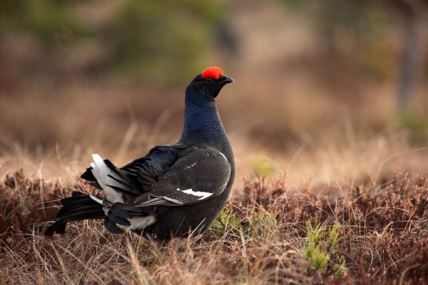 Tetřívek obecný (Tetrao tetrix), Tetřívek obecný (Tetrao tetrix) Black Grouse, Autor: Ondřej Prosický | NaturePhoto.cz, Model: Canon EOS 5D Mark II, Objektiv: Canon EF 500mm f/4 L IS USM + TC Canon 1.4x, Ohnisková vzdálenost (EQ35mm): 700 mm, stativ Gitzo, Clona: 5.6, Doba expozice: 1/125 s, ISO: 320, Kompenzace expozice: 0, Blesk: Ne, Vytvořeno: 22. dubna 2011 6:56:27, Bergslagen (Švédsko) 