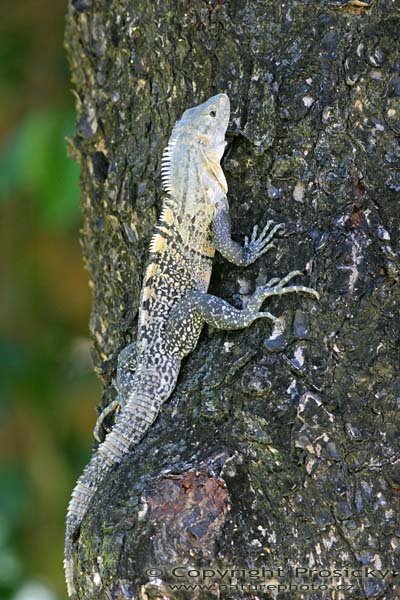 Leguán černý (Ctenosaura similis), Leguán černý (Ctenosaura similis), Autor: Ondřej Prosický, Model aparátu: Canon EOS 300D DIGITAL, Objektiv: Canon EF 400mm f/5.6 L USM, Ohnisková vzdálenost: 400.00 mm, Clona: 5.60, Doba expozice: 1/200 s, ISO: 400, Vyvážení expozice: 0.00, Blesk: Ne, Vytvořeno: 13. prosince 2004 Dominical (Kostarika) 