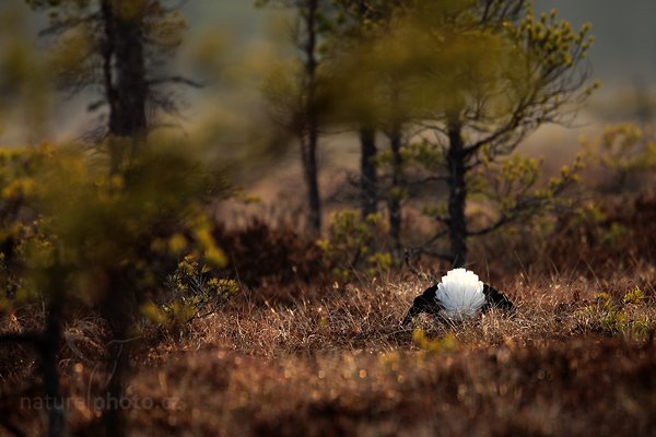 Tetřívek obecný (Tetrao tetrix), Tetřívek obecný (Tetrao tetrix) Black Grouse, Autor: Ondřej Prosický | NaturePhoto.cz, Model: Canon EOS 5D Mark II, Objektiv: Canon EF 500mm f/4 L IS USM + TC Canon 1.4x, Ohnisková vzdálenost (EQ35mm): 700 mm, stativ Gitzo, Clona: 5.6, Doba expozice: 1/400 s, ISO: 400, Kompenzace expozice: +1/3, Blesk: Ne, Vytvořeno: 22. dubna 2011 7:09:19, Bergslagen (Švédsko) 