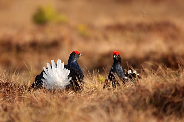 Tetřívek obecný (Tetrao tetrix), Tetřívek obecný (Tetrao tetrix) Black Grouse, Autor: Ondřej Prosický | NaturePhoto.cz, Model: Canon EOS 5D Mark II, Objektiv: Canon EF 500mm f/4 L IS USM + TC Canon 1.4x, Ohnisková vzdálenost (EQ35mm): 700 mm, stativ Gitzo, Clona: 6.3, Doba expozice: 1/640 s, ISO: 500, Kompenzace expozice: +1/3, Blesk: Ne, Vytvořeno: 22. dubna 2011 7:44:37, Bergslagen (Švédsko) 