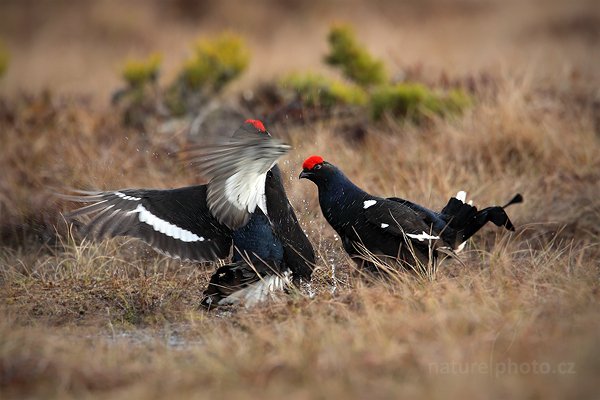 Tetřívek obecný (Tetrao tetrix), Tetřívek obecný (Tetrao tetrix) Black Grouse, Autor: Ondřej Prosický | NaturePhoto.cz, Model: Canon EOS 5D Mark II, Objektiv: Canon EF 500mm f/4 L IS USM + TC Canon 1.4x, Ohnisková vzdálenost (EQ35mm): 700 mm, stativ Gitzo, Clona: 6.3, Doba expozice: 1/640 s, ISO: 640, Kompenzace expozice: 0, Blesk: Ne, Vytvořeno: 22. dubna 2011 8:04:00, Bergslagen (Švédsko)