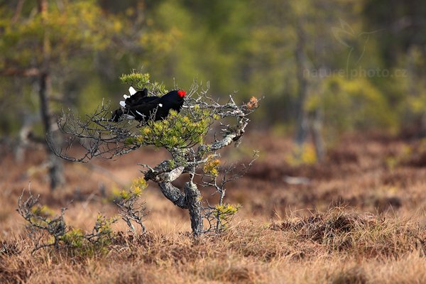 Tetřívek obecný (Tetrao tetrix), Tetřívek obecný (Tetrao tetrix) Black Grouse, Autor: Ondřej Prosický | NaturePhoto.cz, Model: Canon EOS 5D Mark II, Objektiv: Canon EF 500mm f/4 L IS USM + TC Canon 1.4x, Ohnisková vzdálenost (EQ35mm): 700 mm, stativ Gitzo, Clona: 6.3, Doba expozice: 1/640 s, ISO: 800, Kompenzace expozice: +1/3, Blesk: Ne, Vytvořeno: 22. dubna 2011 8:08:41, Bergslagen (Švédsko)