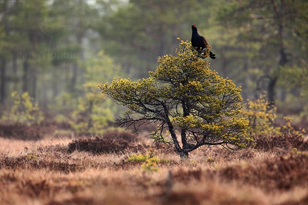 Tetřívek obecný (Tetrao tetrix), Tetřívek obecný (Tetrao tetrix) Black Grouse, Autor: Ondřej Prosický | NaturePhoto.cz, Model: Canon EOS 5D Mark II, Objektiv: Canon EF 500mm f/4 L IS USM + TC Canon 1.4x, Ohnisková vzdálenost (EQ35mm): 700 mm, stativ Gitzo, Clona: 6.3, Doba expozice: 1/30 s, ISO: 200, Kompenzace expozice: +1/3, Blesk: Ne, Vytvořeno: 22. dubna 2011 6:14:57, Bergslagen (Švédsko) 