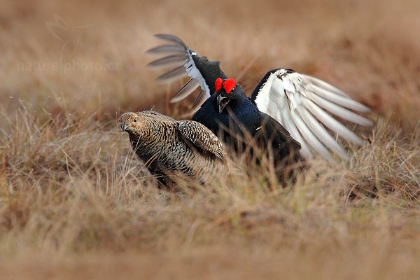 Tetřívek obecný (Tetrao tetrix), Tetřívek obecný (Tetrao tetrix) Black Grouse, Autor: Ondřej Prosický | NaturePhoto.cz, Model: Canon EOS 5D Mark II, Objektiv: Canon EF 500mm f/4 L IS USM + TC Canon 1.4x, Ohnisková vzdálenost (EQ35mm): 700 mm, stativ Gitzo, Clona: 6.3, Doba expozice: 1/800 s, ISO: 640, Kompenzace expozice: 0, Blesk: Ne, Vytvořeno: 22. dubna 2011 7:57:18, Bergslagen (Švédsko) 