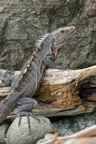 Leguán černý (Ctenosaura similis), Leguán černý (Ctenosaura similis), Autor: Ondřej Prosický, Model aparátu: Canon EOS 300D DIGITAL, Objektiv: Canon EF 400mm f/5.6 L USM, Ohnisková vzdálenost: 400.00 mm, Clona: 5.60, Doba expozice: 1/125 s, ISO: 100, Vyvážení expozice: 0.33, Blesk: Ne, Vytvořeno: 14. prosince 2004, NP Manuel Antonio (Kostarika)