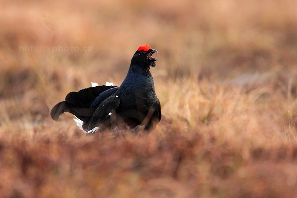 Tetřívek obecný (Tetrao tetrix), Tetřívek obecný (Tetrao tetrix) Black Grouse, Autor: Ondřej Prosický | NaturePhoto.cz, Model: Canon EOS 5D Mark II, Objektiv: Canon EF 500mm f/4 L IS USM + TC Canon 1.4x, Ohnisková vzdálenost (EQ35mm): 700 mm, stativ Gitzo, Clona: 5.6, Doba expozice: 1/400 s, ISO: 800, Kompenzace expozice: 0, Blesk: Ne, Vytvořeno: 22. dubna 2011 6:51:00, Bergslagen (Švédsko) 