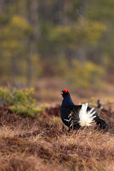 Tetřívek obecný (Tetrao tetrix), Tetřívek obecný (Tetrao tetrix) Black Grouse, Autor: Ondřej Prosický | NaturePhoto.cz, Model: Canon EOS 5D Mark II, Objektiv: Canon EF 500mm f/4 L IS USM + TC Canon 1.4x, Ohnisková vzdálenost (EQ35mm): 700 mm, stativ Gitzo, Clona: 6.3, Doba expozice: 1/320 s, ISO: 500, Kompenzace expozice: +1/3, Blesk: Ne, Vytvořeno: 22. dubna 2011 7:21:24, Bergslagen (Švédsko) 