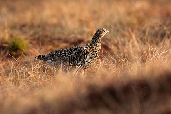 Tetřívek obecný (Tetrao tetrix), Tetřívek obecný (Tetrao tetrix) Black Grouse, Autor: Ondřej Prosický | NaturePhoto.cz, Model: Canon EOS 5D Mark II, Objektiv: Canon EF 500mm f/4 L IS USM + TC Canon 1.4x, Ohnisková vzdálenost (EQ35mm): 700 mm, stativ Gitzo, Clona: 6.3, Doba expozice: 1/800 s, ISO: 640, Kompenzace expozice: 0, Blesk: Ne, Vytvořeno: 22. dubna 2011 7:49:43, Bergslagen (Švédsko)