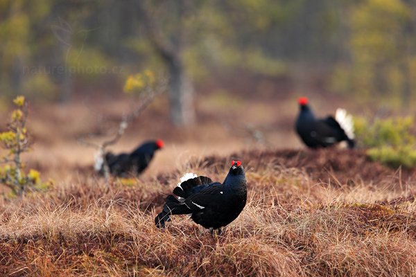 Tetřívek obecný (Tetrao tetrix), Tetřívek obecný (Tetrao tetrix) Black Grouse, Autor: Ondřej Prosický | NaturePhoto.cz, Model: Canon EOS 5D Mark II, Objektiv: Canon EF 500mm f/4 L IS USM + TC Canon 1.4x, Ohnisková vzdálenost (EQ35mm): 700 mm, stativ Gitzo, Clona: 6.3, Doba expozice: 1/80 s, ISO: 400, Kompenzace expozice: 0, Blesk: Ne, Vytvořeno: 22. dubna 2011 6:31:33, Bergslagen (Švédsko)