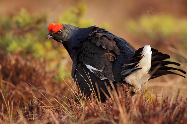 Tetřívek obecný (Tetrao tetrix), Tetřívek obecný (Tetrao tetrix) Black Grouse, Autor: Ondřej Prosický | NaturePhoto.cz, Model: Canon EOS 5D Mark II, Objektiv: Canon EF 500mm f/4 L IS USM + TC Canon 1.4x, Ohnisková vzdálenost (EQ35mm): 700 mm, stativ Gitzo, Clona: 5.6, Doba expozice: 1/160 s, ISO: 400, Kompenzace expozice: +1/3, Blesk: Ne, Vytvořeno: 22. dubna 2011 7:08:16, Bergslagen (Švédsko)