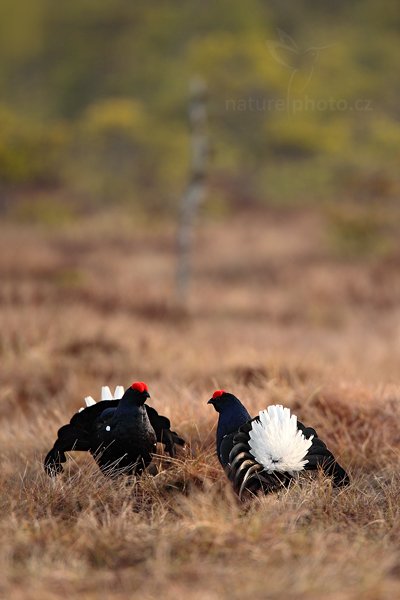 Tetřívek obecný (Tetrao tetrix), Tetřívek obecný (Tetrao tetrix) Black Grouse, Autor: Ondřej Prosický | NaturePhoto.cz, Model: Canon EOS 5D Mark II, Objektiv: Canon EF 500mm f/4 L IS USM + TC Canon 1.4x, Ohnisková vzdálenost (EQ35mm): 700 mm, stativ Gitzo, Clona: 5.6, Doba expozice: 1/400 s, ISO: 400, Kompenzace expozice: 0, Blesk: Ne, Vytvořeno: 22. dubna 2011 7:05:40, Bergslagen (Švédsko)