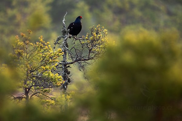 Tetřívek obecný (Tetrao tetrix), Tetřívek obecný (Tetrao tetrix) Black Grouse, Autor: Ondřej Prosický | NaturePhoto.cz, Model: Canon EOS 5D Mark II, Objektiv: Canon EF 500mm f/4 L IS USM + TC Canon 1.4x, Ohnisková vzdálenost (EQ35mm): 700 mm, stativ Gitzo, Clona: 5.6, Doba expozice: 1/50 s, ISO: 200, Kompenzace expozice: 0, Blesk: Ne, Vytvořeno: 22. dubna 2011 6:28:33, Bergslagen (Švédsko)