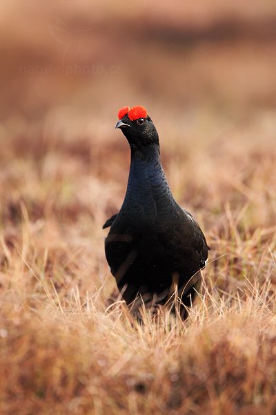 Tetřívek obecný (Tetrao tetrix), Tetřívek obecný (Tetrao tetrix) Black Grouse, Autor: Ondřej Prosický | NaturePhoto.cz, Model: Canon EOS 5D Mark II, Objektiv: Canon EF 500mm f/4 L IS USM + TC Canon 1.4x, Ohnisková vzdálenost (EQ35mm): 700 mm, stativ Gitzo, Clona: 5.6, Doba expozice: 1/400 s, ISO: 800, Kompenzace expozice: 0, Blesk: Ne, Vytvořeno: 22. dubna 2011 6:50:40, Bergslagen (Švédsko)