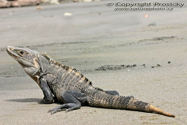 Leguán černý (Ctenosaura similis), Leguán zelený (Iguana iguana), Autor: Ondřej Prosický, Model aparátu: Canon EOS 300D DIGITAL, Canon EF 400mm f/5.6 L USM, Ohnisková vzdálenost: 100.00 mm, Clona: 13.00, Doba expozice: 1/100 s, ISO: 100, Vyvážení expozice: 0.33, Blesk: Ne, Vytvořeno: 14. prosince 2004 18:57:58, NP Manuel Antonio (Kostarika)