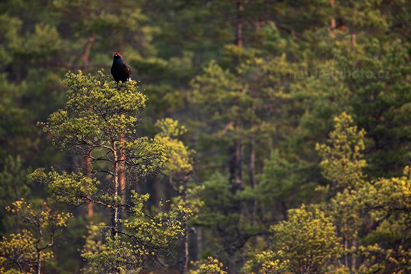 Tetřívek obecný (Tetrao tetrix), Tetřívek obecný (Tetrao tetrix) Black Grouse, Autor: Ondřej Prosický | NaturePhoto.cz, Model: Canon EOS 5D Mark II, Objektiv: Canon EF 500mm f/4 L IS USM + TC Canon 1.4x, Ohnisková vzdálenost (EQ35mm): 700 mm, stativ Gitzo, Clona: 5.6, Doba expozice: 1/50 s, ISO: 200, Kompenzace expozice: 0, Blesk: Ne, Vytvořeno: 22. dubna 2011 6:27:49, Bergslagen (Švédsko) 