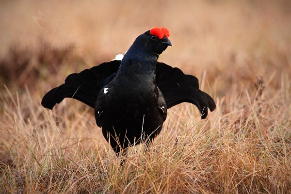 Tetřívek obecný (Tetrao tetrix), Tetřívek obecný (Tetrao tetrix) Black Grouse, Autor: Ondřej Prosický | NaturePhoto.cz, Model: Canon EOS 5D Mark II, Objektiv: Canon EF 500mm f/4 L IS USM + TC Canon 1.4x, Ohnisková vzdálenost (EQ35mm): 700 mm, stativ Gitzo, Clona: 5.6, Doba expozice: 1/320 s, ISO: 640, Kompenzace expozice: 0, Blesk: Ne, Vytvořeno: 22. dubna 2011 6:53:03, Bergslagen (Švédsko)