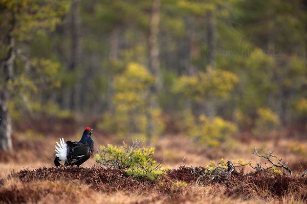 Tetřívek obecný (Tetrao tetrix), Tetřívek obecný (Tetrao tetrix) Black Grouse, Autor: Ondřej Prosický | NaturePhoto.cz, Model: Canon EOS 5D Mark II, Objektiv: Canon EF 500mm f/4 L IS USM + TC Canon 1.4x, Ohnisková vzdálenost (EQ35mm): 700 mm, stativ Gitzo, Clona: 5.6, Doba expozice: 1/200 s, ISO: 400, Kompenzace expozice: +1/3, Blesk: Ne, Vytvořeno: 22. dubna 2011 7:12:49, Bergslagen (Švédsko)