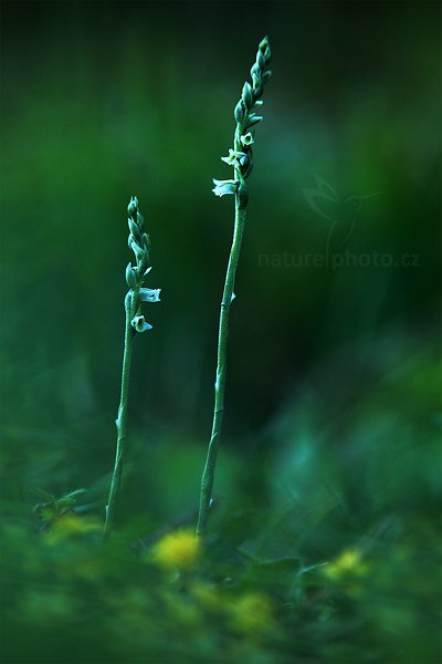 Švihlík krutiklas (Spiranthes spiralis)