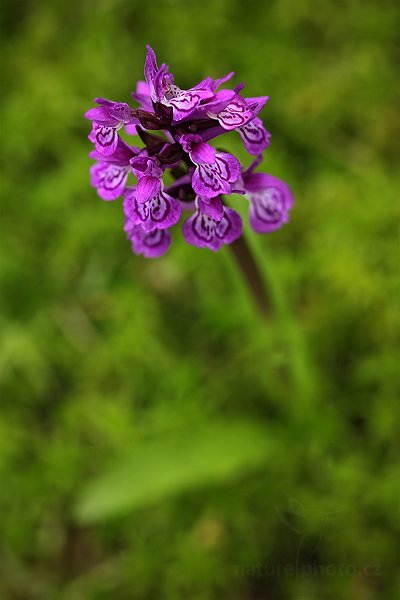 Prstnatec Braunův (Dactylorhiza × braunii), Prstnatec Braunův (Dactylorhiza × braunii) Braun Orchid, Autor: Ondřej Prosický | NaturePhoto.cz, Model: Canon EOS 5D Mark II, Objektiv: Canon EF 100mm f/2.8 L IS USM, Ohnisková vzdálenost (EQ35mm): 100 mm, fotografováno z ruky, Clona: 6.3, Doba expozice: 1/125 s, ISO: 400, Kompenzace expozice: -2/3, Blesk: Ano, Vytvořeno: 25. června 2011 14:11:03, České Středohoří (Česko) 