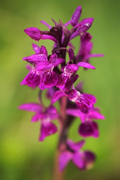 Prstnatec májový rašelinný (Dactylorhiza majalis ssp. turfosa), Prstnatec májový rašelinný (Dactylorhiza majalis ssp. turfosa) Broad-leaved Marsh Orchid, Autor: Ondřej Prosický | NaturePhoto.cz, Model: Canon EOS 5D Mark II, Objektiv: Canon EF 100mm f/2.8 L IS USM, Ohnisková vzdálenost (EQ35mm): 100 mm, fotografováno z ruky, Clona: 8.0, Doba expozice: 1/30 s, ISO: 400, Kompenzace expozice: 0, Blesk: Ano, Vytvořeno: 14. května 2011 11:46:38, Šumava (Česko) 