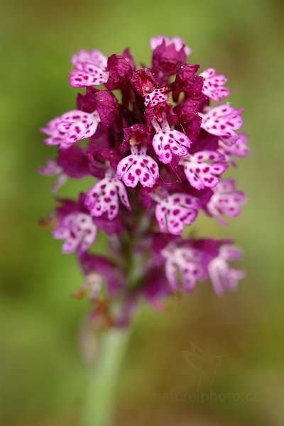 Vstavač Dietrichův (Orchis dietrichiana), Vstavač Dietrichův (Orchis dietrichiana) Dietrich Orchid, Autor: Ondřej Prosický | NaturePhoto.cz, Model: Canon EOS 5D Mark II, Objektiv: Canon EF 100mm f/2.8 L IS USM, Ohnisková vzdálenost (EQ35mm): 100 mm, fotografováno z ruky, Clona: 8.0, Doba expozice: 1/30 s, ISO: 400, Kompenzace expozice: 0, Blesk: Ano, Vytvořeno: 14. května 2011 11:46:38, České Středohoří (Česko) 