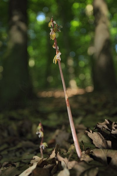 Sklenobýl bezlistý (Epipogium aphyllum), Sklenobýl bezlistý (Epipogium aphyllum), Ghost Orchid, Autor: Ondřej Prosický | NaturePhoto.cz, Model: Canon EOS 5D Mark II, Objektiv: Canon EF 100mm f/2.8 L IS USM, Ohnisková vzdálenost (EQ35mm): 40 mm, fotografováno z ruky, Clona: 4.0, Doba expozice: 1/40 s, ISO: 800, Kompenzace expozice: -1/3, Blesk: Ano, Vytvořeno: 10. července 2011 8:49:26, Brněnsko (Česko) 